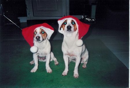 Jack-Russell-Terrier Ho Ho Ho