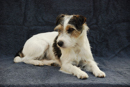 Jack-Russell-Terrier Dinka