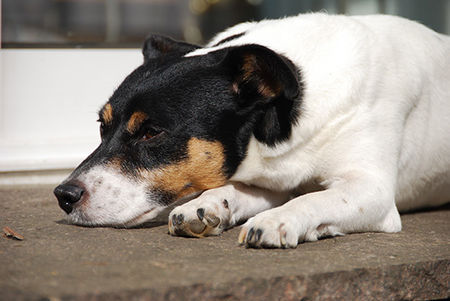 Jack-Russell-Terrier Ediz genießt die Sonne