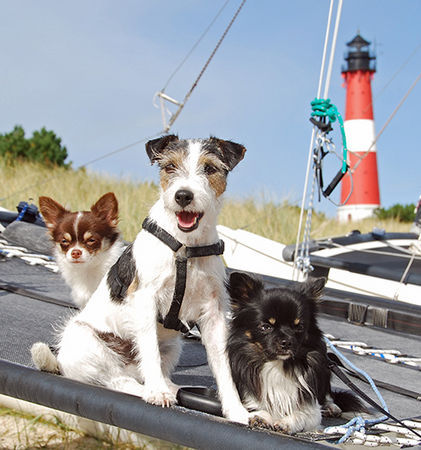 Jack-Russell-Terrier Dinka auf Sylt