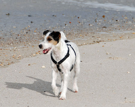 Jack-Russell-Terrier Dinka auf Sylt