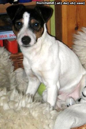 Jack-Russell-Terrier Das ist Max