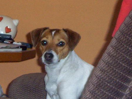 Jack-Russell-Terrier hallo,ich bin die nelli