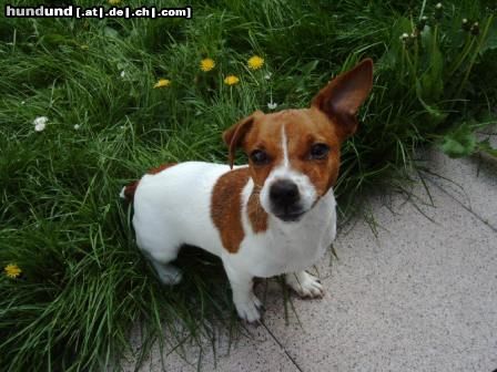 Jack-Russell-Terrier Das ist Timmy er ist 1 jahr alt und dat er Faust Dick hienter die Ohren