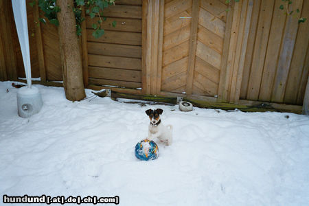 Jack-Russell-Terrier