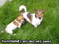 Jack-Russell-Terrier Jacky und Timmy