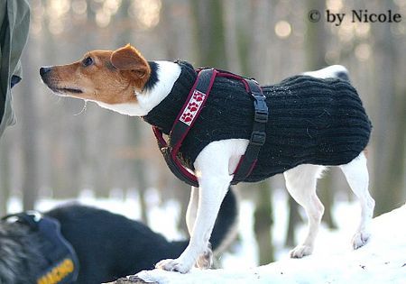 Jack-Russell-Terrier Prater