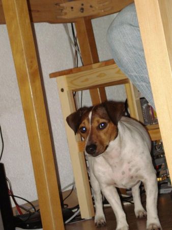 Jack-Russell-Terrier Jack : der erste Urlaub allein 