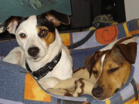 Jack-Russell-Terrier Alexis und ihr Bruder Jack