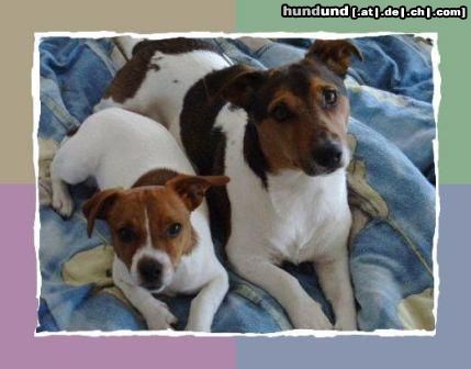 Jack-Russell-Terrier Der große heist Jaky rechts im Bild.Und der kleine heist Timmy