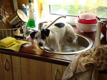 Jack-Russell-Terrier Der Strom war abgestellt und frauchen hatte kein warm wasser für die badewanne da muste des Waschbecken herhalten.MfG der Dreckspatz Alexis