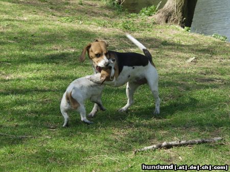 Jack-Russell-Terrier Ein Kussss....