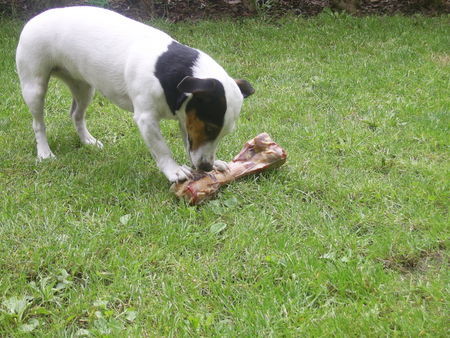 Jack-Russell-Terrier wat für ein riesen Knochen, aber Cocki schmeckts ;-)