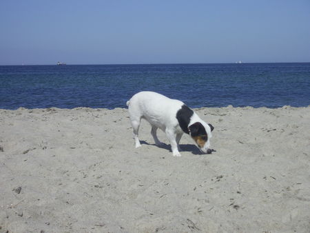 Jack-Russell-Terrier Cocki am Hundebadestrand in Warnemünde...ein Hundeparadies ;-)