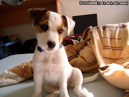 Jack-Russell-Terrier Lea Linski