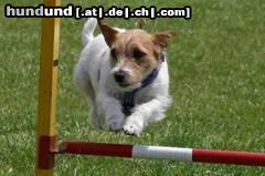 Jack-Russell-Terrier Meine Lilly beim Agility