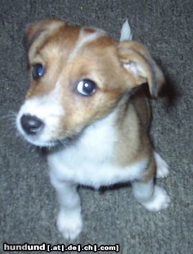 Jack-Russell-Terrier Lissy mit 14 Wochen (Jack-Russell-Mix)