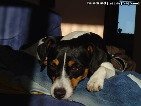 Jack-Russell-Terrier