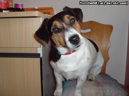 Jack-Russell-Terrier hu,hu,das bin ich Josch ist mein Name