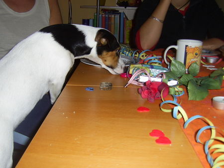 Jack-Russell-Terrier Frauchens Geb.kuchen schmeckt einfach lecker ;-)!