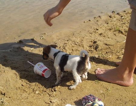 Jack-Russell-Terrier geh weg da ich will ins WASSER