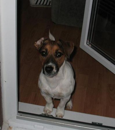 Jack-Russell-Terrier eh du kommst hier nicht rein