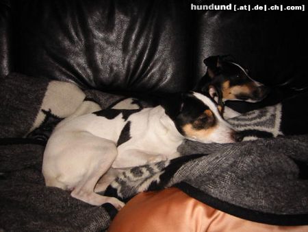 Jack-Russell-Terrier Unser Liebling