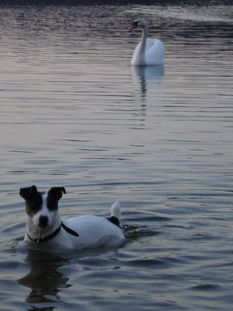 Jack-Russell-Terrier Der Mailo (Bruder von Starski) Anbaden im Gorinsee