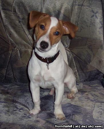 Jack-Russell-Terrier