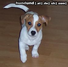 Jack-Russell-Terrier