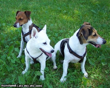 Jack-Russell-Terrier Rusellmädchen