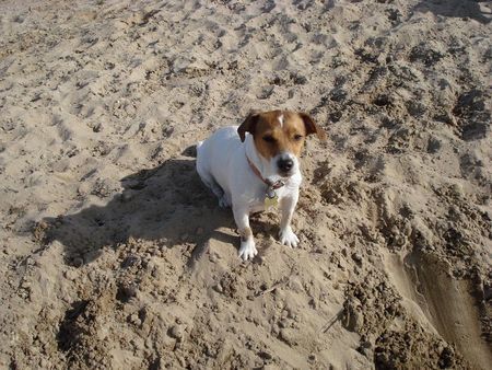 Jack-Russell-Terrier Nelli  am strand