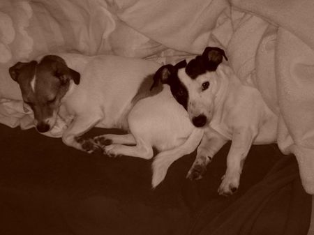 Jack-Russell-Terrier Nelli und Starski beim Kuscheln