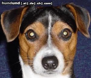 Jack-Russell-Terrier das ist olaf er ist 3 1/2 jahre alt und ist ein deckrüde bei interresse bitte melden