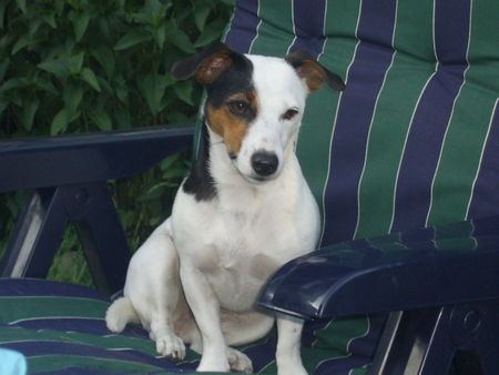 Jack-Russell-Terrier Unsere Cocki-Maus hatte am 19.05.08 ihren 2. Geburtstag ;-)