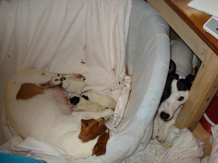 Jack-Russell-Terrier Starski ist immer mit dabei und past auf.101Jack russel ;)