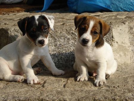 Jack-Russell-Terrier Scrat und Pepe 10 wochen