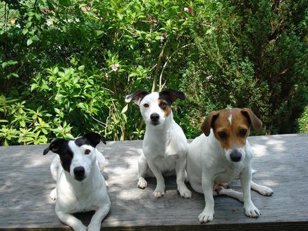 Jack-Russell-Terrier Starski,Alexis und Nelli