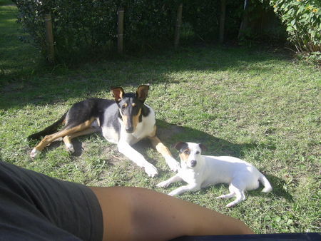 Jack-Russell-Terrier Cocki mit seinem Kumpel Hugo (ein kurzhaarCollie)