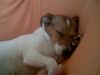 Jack-Russell-Terrier Hund