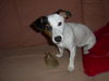 Jack-Russell-Terrier Hund