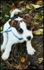 Jack-Russell-Terrier Hund