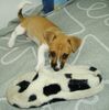 Jack-Russell-Terrier Hund