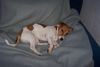 Jack-Russell-Terrier Hund