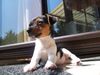 Jack-Russell-Terrier Hund