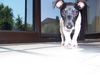 Jack-Russell-Terrier Hund