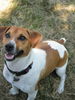 Jack-Russell-Terrier Hund