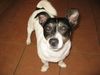 Jack-Russell-Terrier Hund