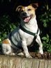 Jack-Russell-Terrier Hund