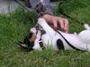 Jack-Russell-Terrier Hund